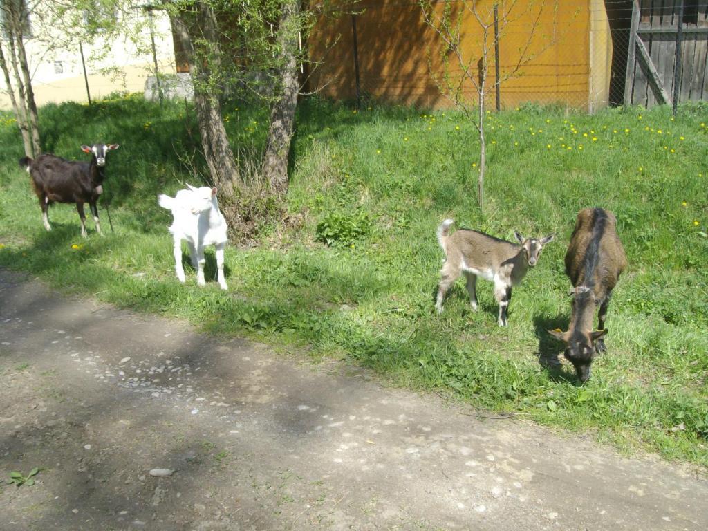 Chaty Dagmar Ferienhaus Liptovský Mikuláš